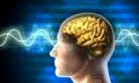 The human brain has grown to the limit