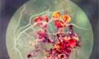 The idea of ​​eye eyeball photography is as beautiful as flowers