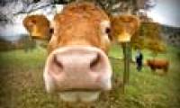 The idea of ​​vegetarianism but likes