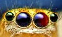 The image is amazed about the animal's eyes