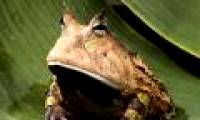 The image of a frog, like a frog