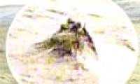 The image resembles the Loch Ness monster head