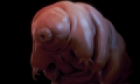 The immortal ability of organisms is 500 million years ago