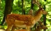 The increase in the number of deer, threatening the future of forests