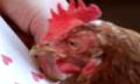 The incredible ability of calculating hens