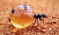 The incredible record of insects