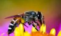 The insects are the most favored of the planet