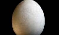 The intact egg of a bird weighs half a ton