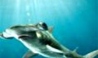 The international community raises the level of shark protection