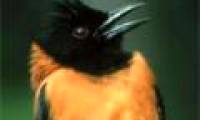 The killer bird with ... a touch