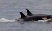 The killer whale finally gave up the corpse after 17 days floating in the ocean