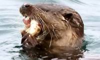 The 'killing machine' helps otter to make rare blind fish meat