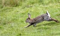 The King Cobra continuously attacks, the little rabbit fights alone and the unexpected reversal