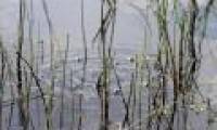 The lake is bubbling, burning in the Arctic
