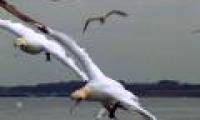 The land bird is a master of water hunting