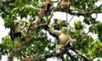 The large snub-nosed monkeys are found in Ha Giang