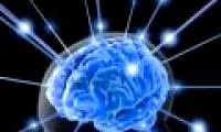 The larger cortex, brain more intelligent?