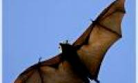 The largest bat species in the world is only 6 years old