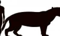The largest carnivorous mammal on land, dubbed the 'mobile meat grinder'