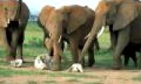 The largest fossil animal population