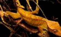 The largest gecko species exists on Earth