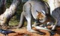 The largest marsupial species ever existed on Earth