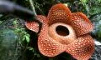 The largest scavenger flower in the world blooms in Indonesia