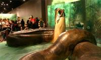 The largest snakes in the world