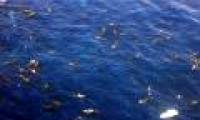 The largest whale shark population ever