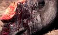 The last rhino in Vietnam was shot dead?