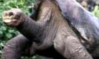The late George tortoise still has relatives
