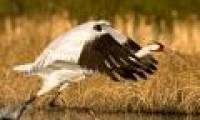 The life of a crane