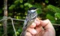 The little bird flies without a break through the Atlantic Ocean