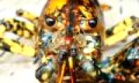 The lobster has the most strange shape in the world