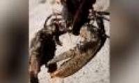 The lobster is 1.2 meters long and the pair is more oversized