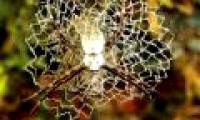The magic of spider web in nature