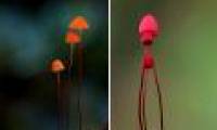 The magical world of mushroom species when taking close-ups