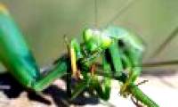 The male mantises are chewed after their love, but they are not as miserable as you think