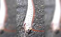 The man caught a giant oarfish that was 6m long and weighed 130kg