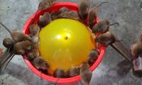 The mice were all trapped at the same time because of a balloon, plastic buckets and bait
