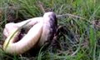 The mock serpent died to deceive the stray cat