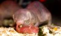 The mole rats eat the mouse rat manure to get instructions for raising children