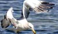 The moment gulls struggled with octopus