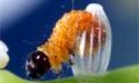 The moment of the butterfly worm is rare