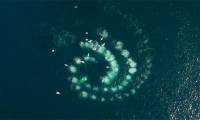 The moment proves the intelligence of humpback whales when hunting