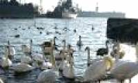 The monk swims into the lake, the swan gets mad to the dam