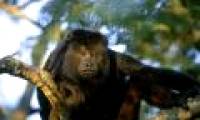 The monkey also has blood 'red black'