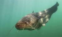 The 'monster' fish uses its antennae to detect and eat pigeons