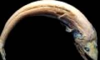 The monsters in the deep sea 4.800m in Australia