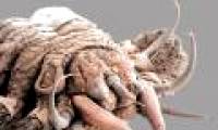 The 'monsters' of the ocean